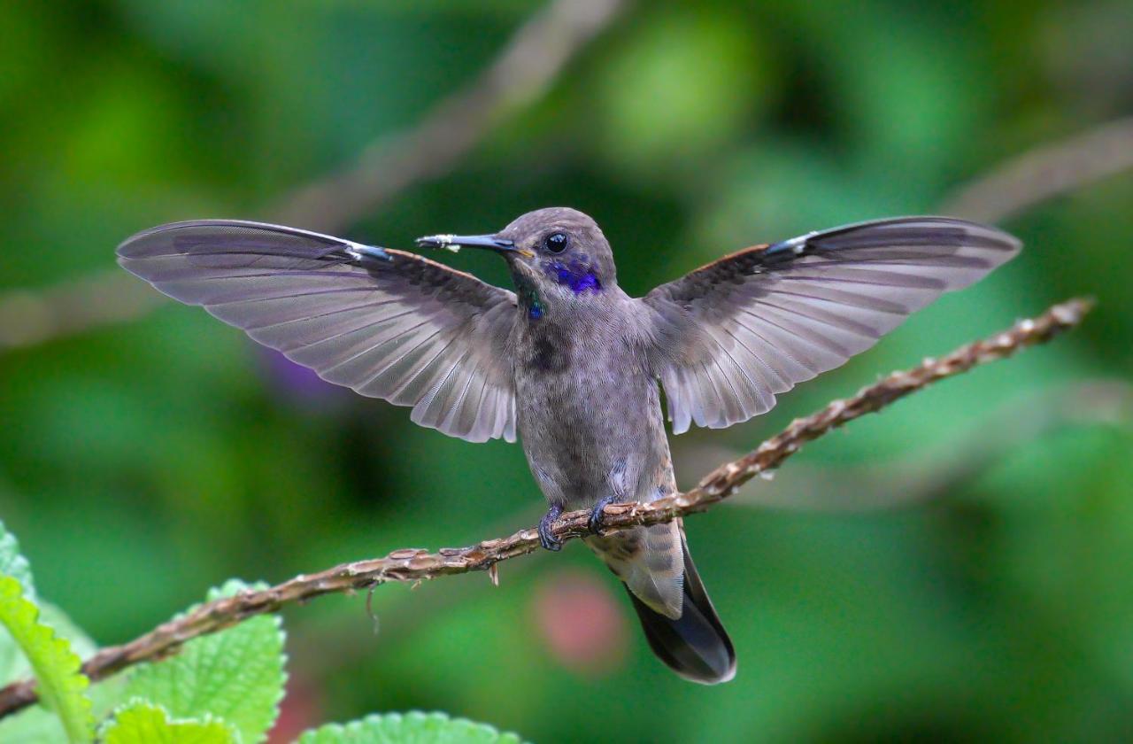 Arte De Plumas Birding Bed & Breakfast *