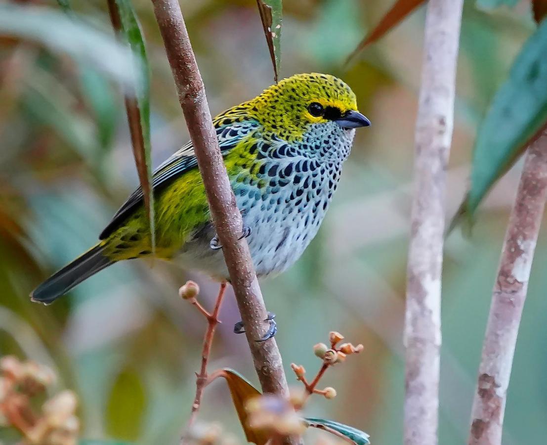 Arte De Plumas Birding Bed & Breakfast *