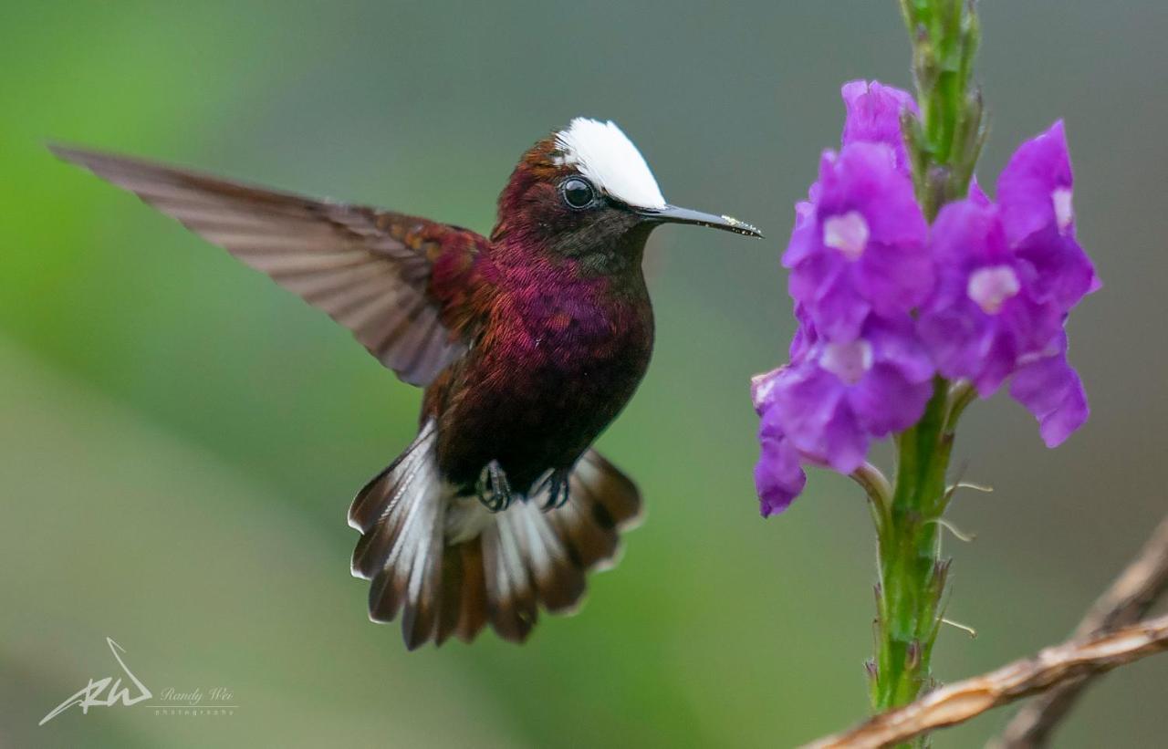 Arte De Plumas Birding *