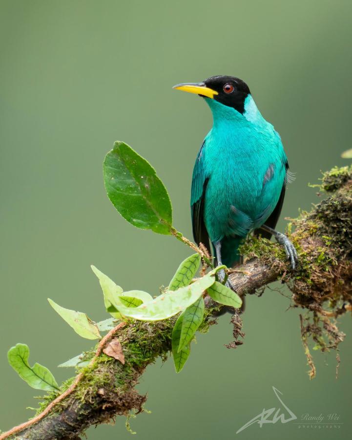 Bed & Breakfast Arte De Plumas Birding Cartago