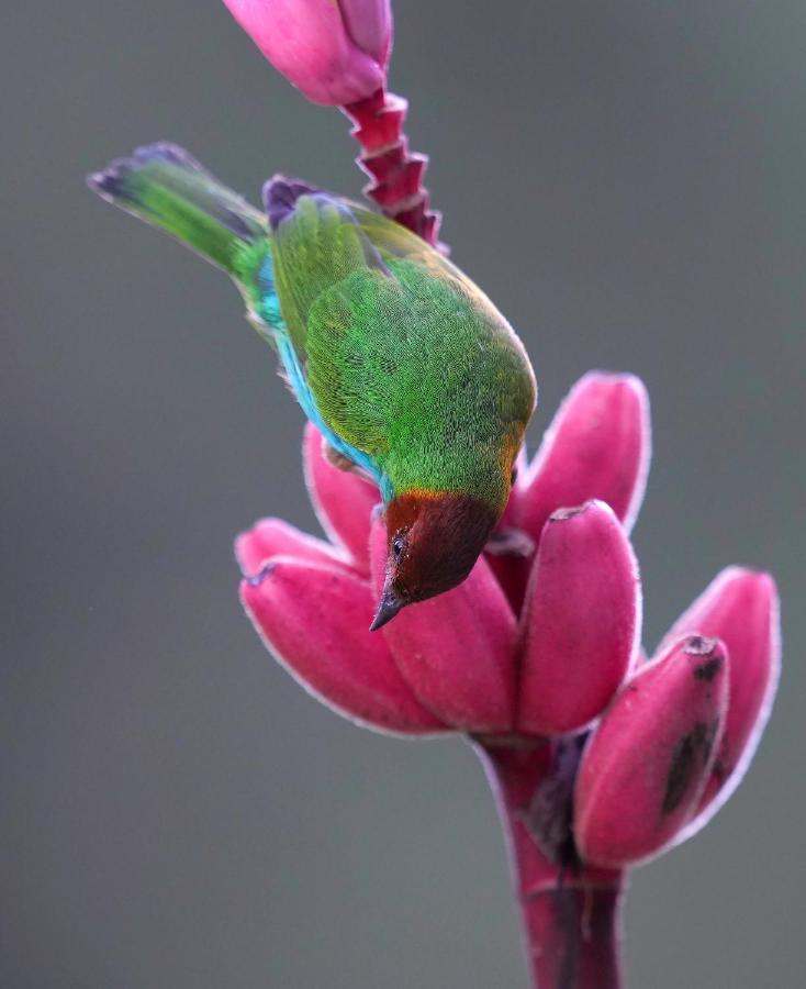 Arte De Plumas Birding Bed & Breakfast *