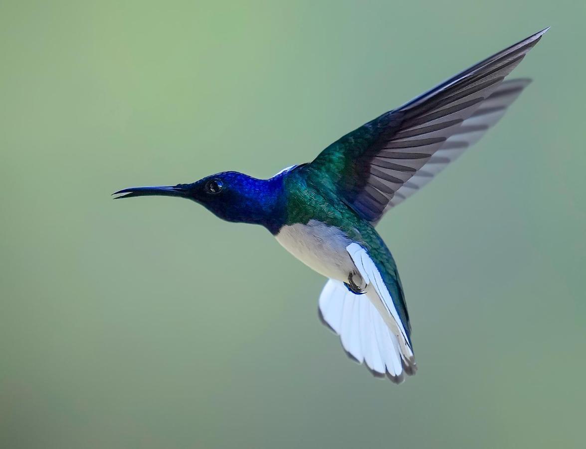 Bed & Breakfast Arte De Plumas Birding