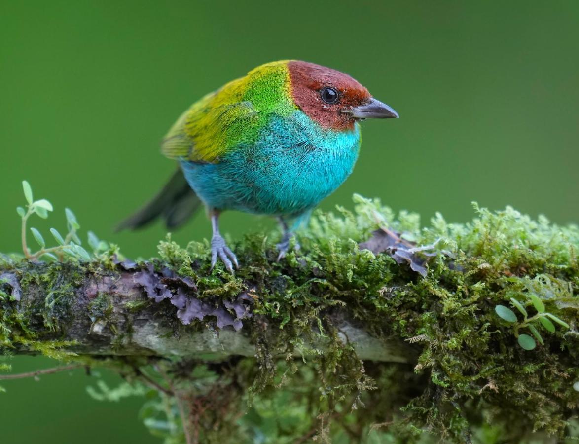 Bed & Breakfast Arte De Plumas Birding *
